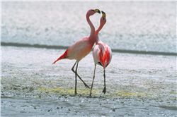 Flamingo Pair